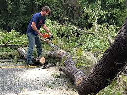 How Our Tree Care Process Works  in  Westernport, MD