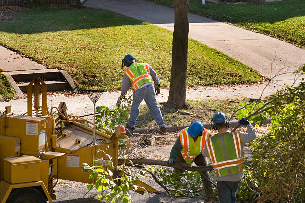 Best Landscape Design and Installation  in Westernport, MD