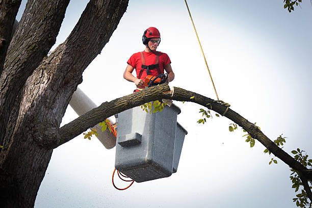 Best Tree Trimming and Pruning  in Westernport, MD