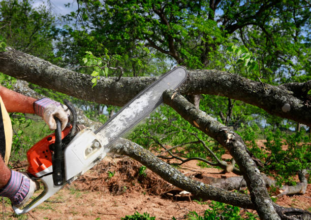 Best Tree Risk Assessment  in Westernport, MD